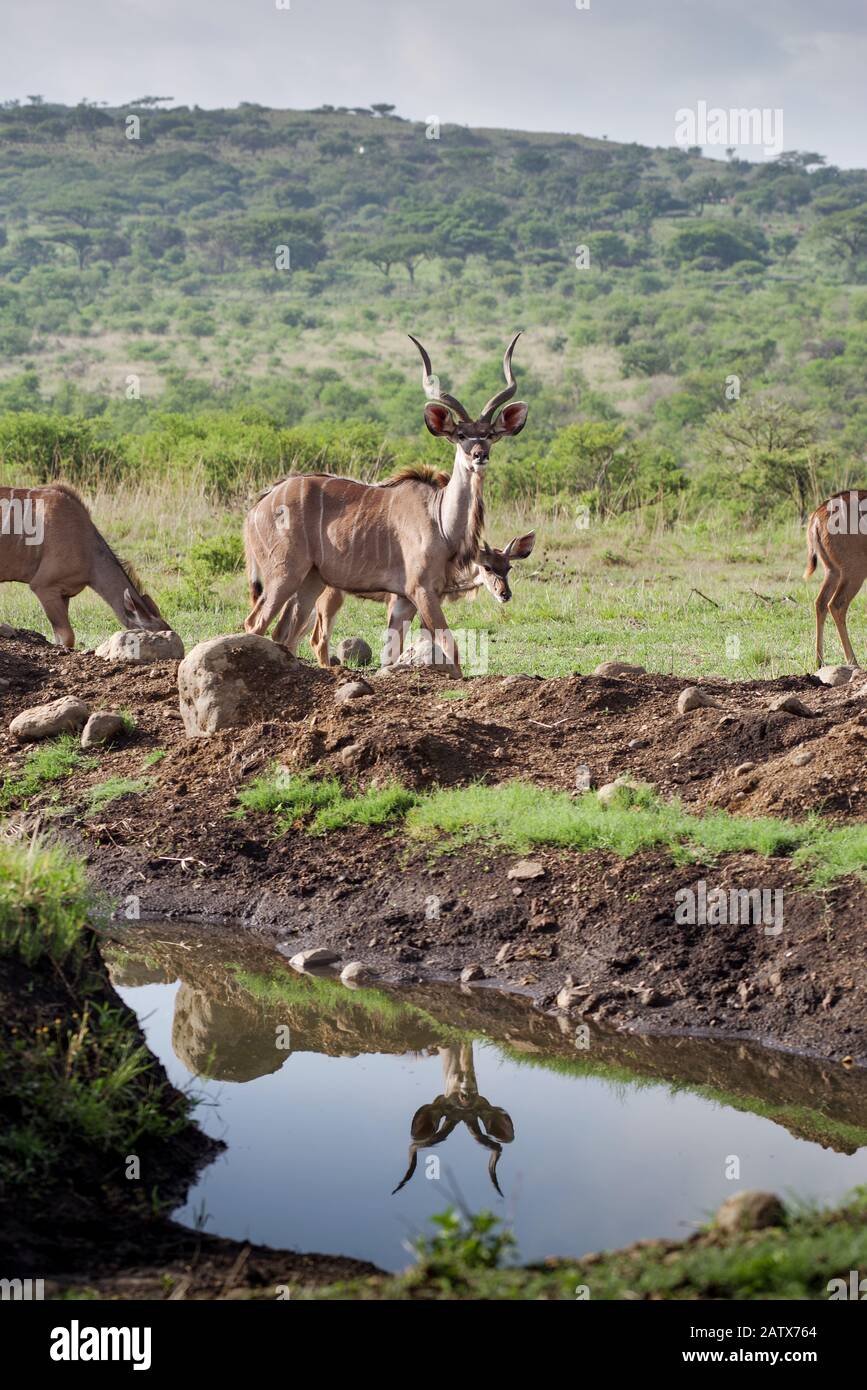 Kleine Kudusherde durch ein Bewässerungsloch in Nambiti Private Game Reserve - Kwazulu Natal, Südafrika Stockfoto