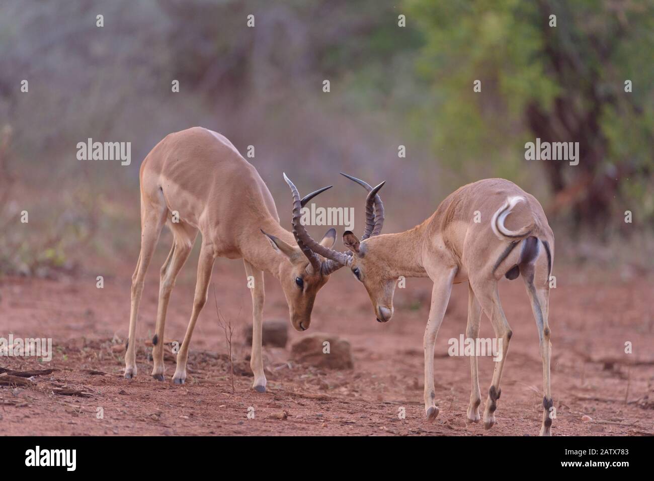 Impala kämpft um die Vorherrschaft Stockfoto