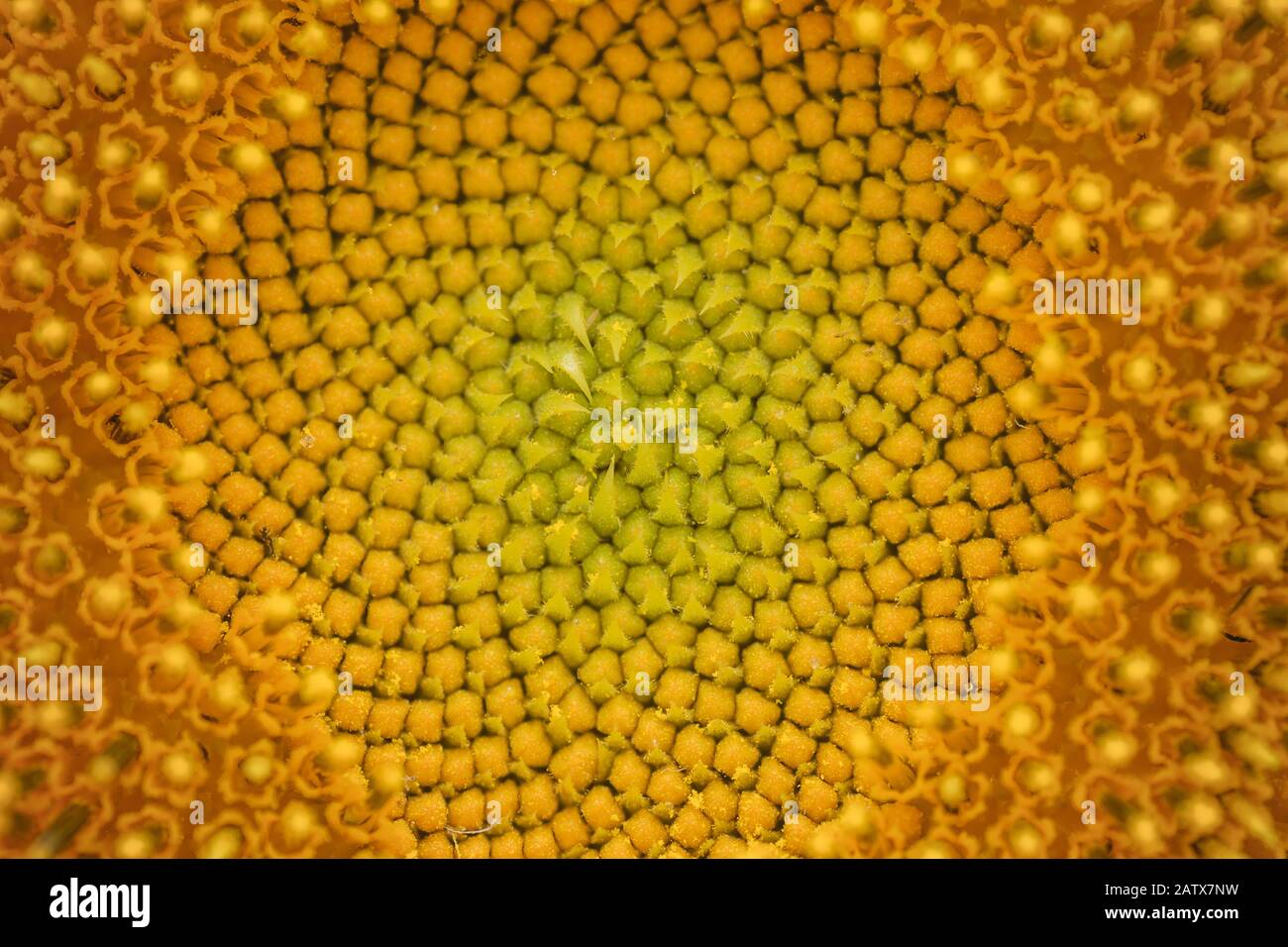 Sonnenblumen-Scheibenblüten schließen sich Stockfoto