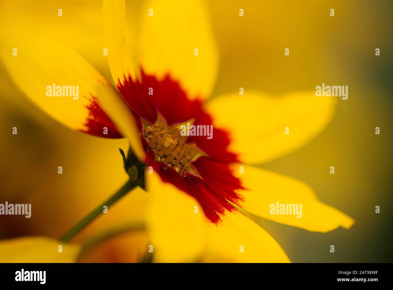 Coreopsis verticillata Sizzle & Spice Curry Up kultiviert Blumen Stockfoto