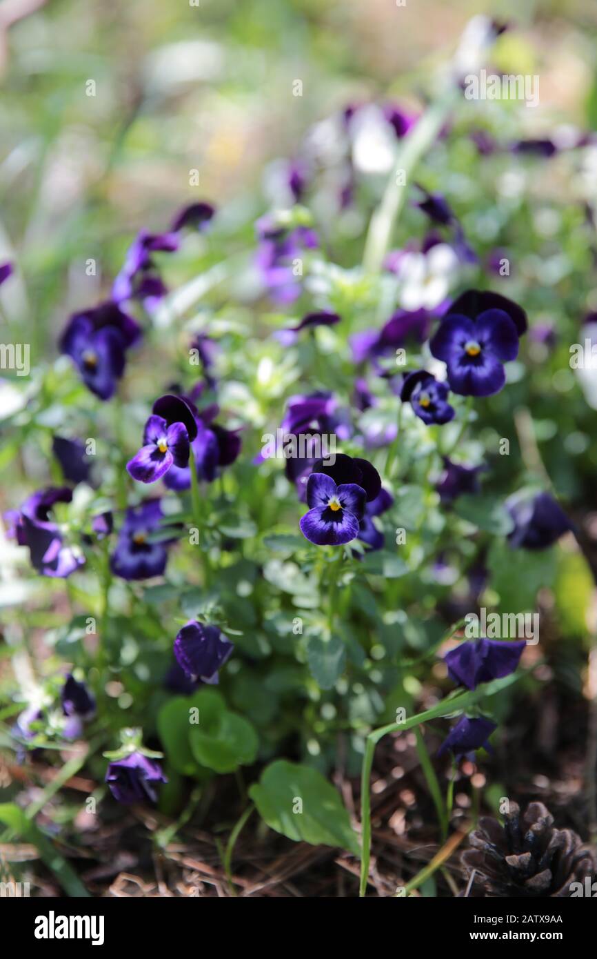 Symphytum officinale nach Regen an einem bewölkten Tag Stockfoto