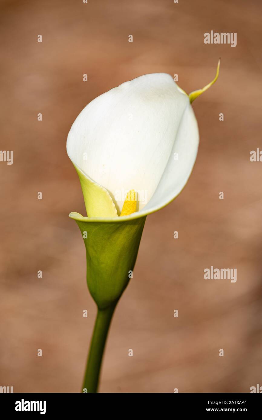 Nahaufnahme der weißen Kelchblüte der Calla-Lilie oder Arum-Lilie - Zantedeschia aethiopica, auf braunem unscharfen Hintergrund. Stockfoto