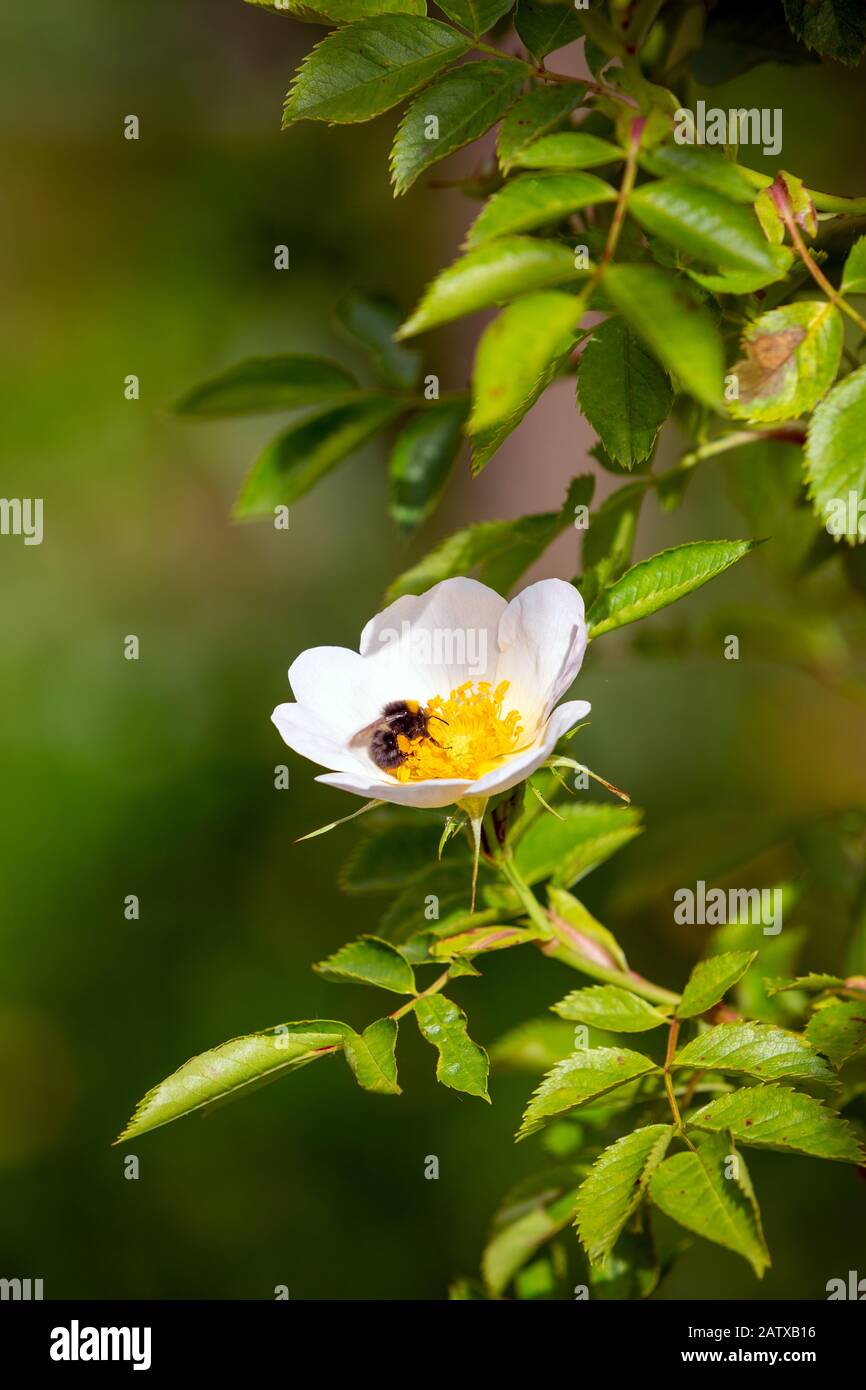 Blühende Hunderose - Rosa Canina - in einer grünen natürlichen Umgebung mit einer Bumblebee, die sich vom Nektar ernährt. Stockfoto