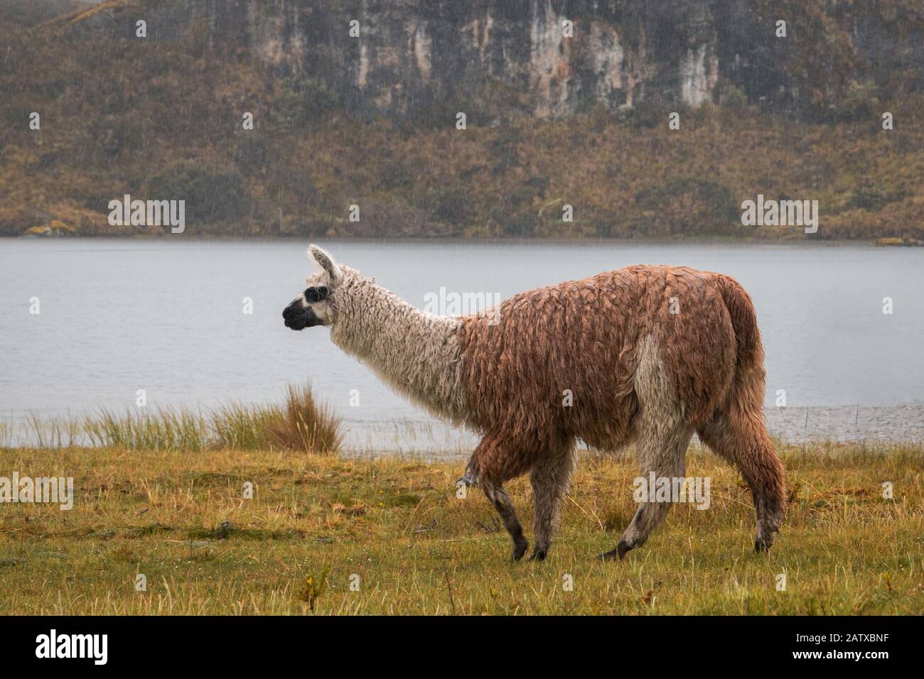 Lamas, El Cajas Stockfoto