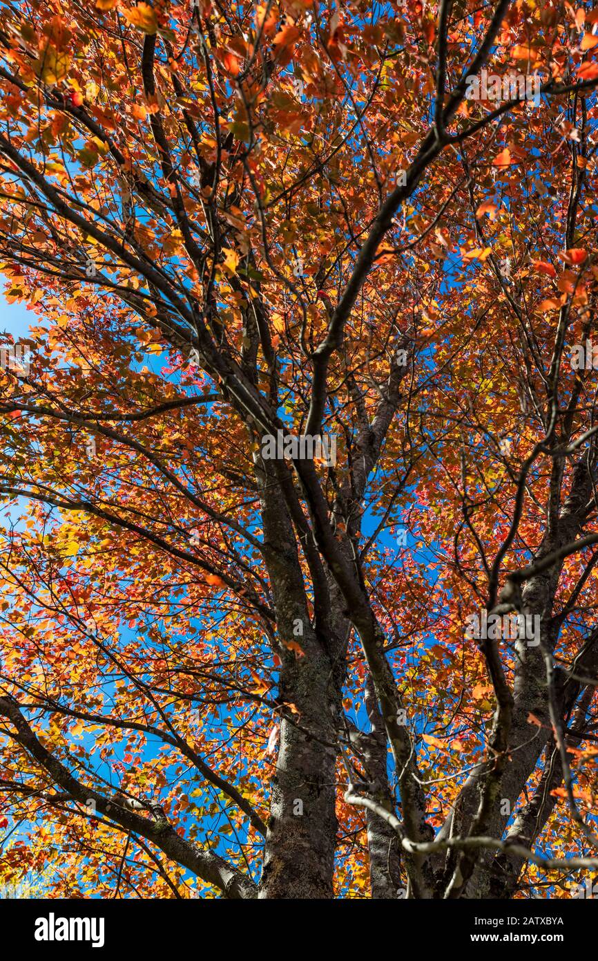 Bunte Herbstbaumdetails. Stockfoto