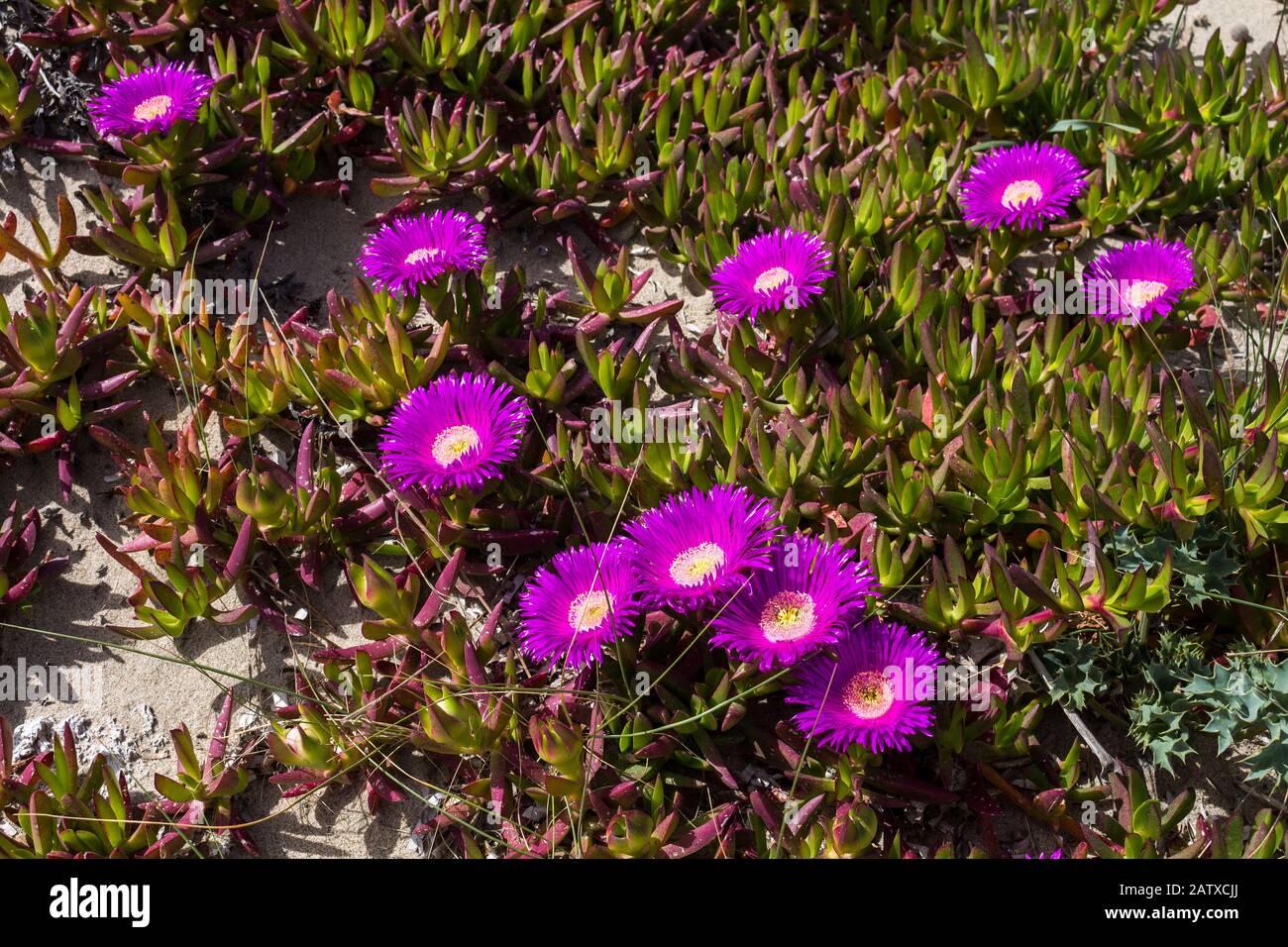 Hottentot-Feige mit leuchtend violetten Blumen, bedeckt die Sanddünen im Norden der Insel Sardinien, Italien. Strand Spiaggia Quarto Pettine. Stockfoto