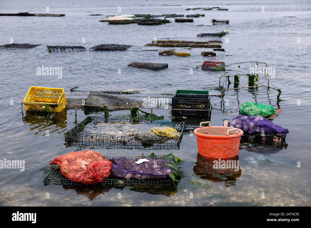 Frische Austern Ernte, Wellfleet, Cape Cod, Massachusetts, USA. Stockfoto