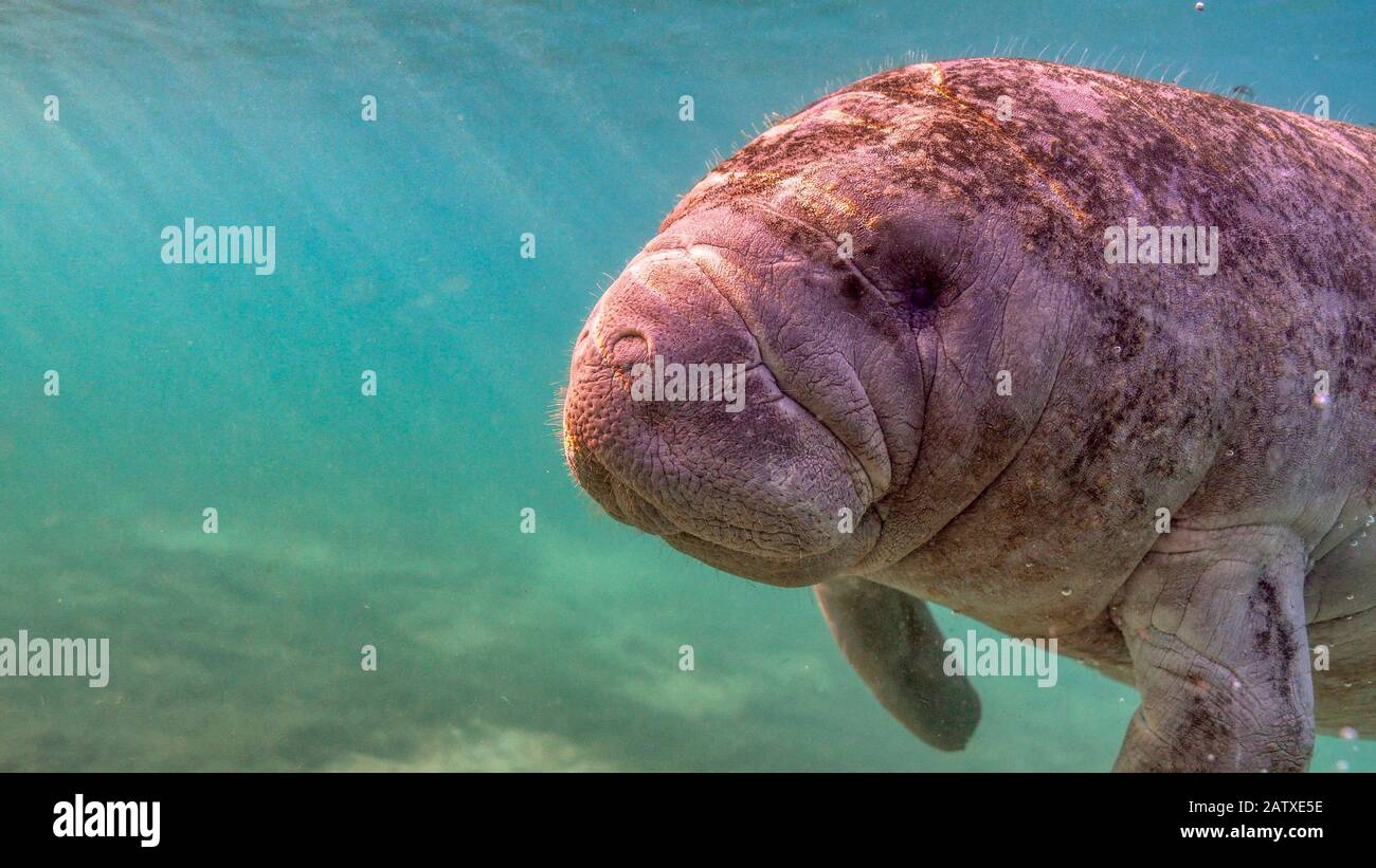 Weitwinkel nah an einem kuriosen und freundlichen Westindischen Manatee (Trichechus manatus), als sie sich der Kamera näherte, mit Kopienrahmen links für te Stockfoto