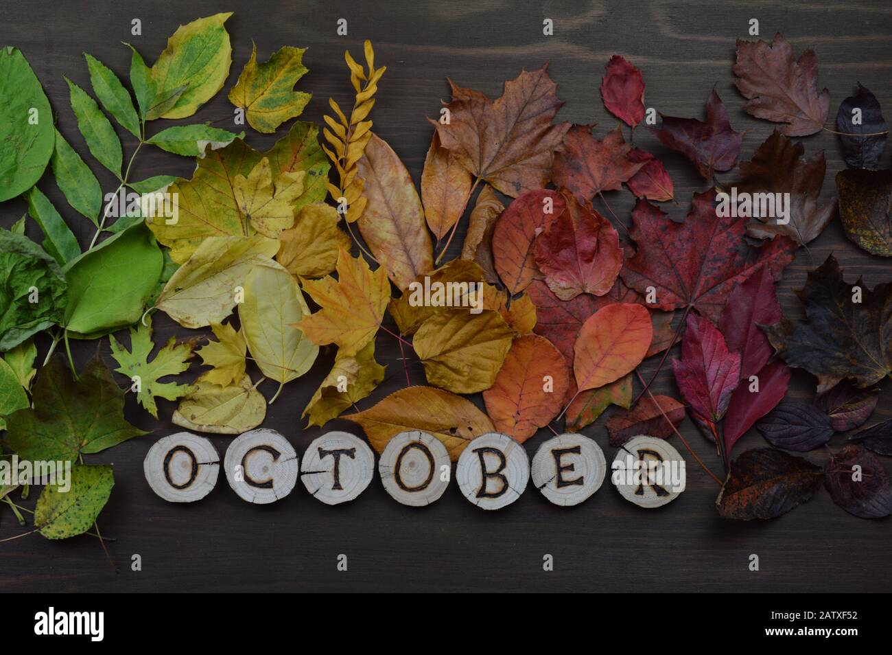 Bunte Herbstblätter im Farbverlauf von grün, gelb, orange, dunkelrot bis braun auf Holz mit Buchstaben, die den Namen des Kalendermonats OKTOBER bilden Stockfoto