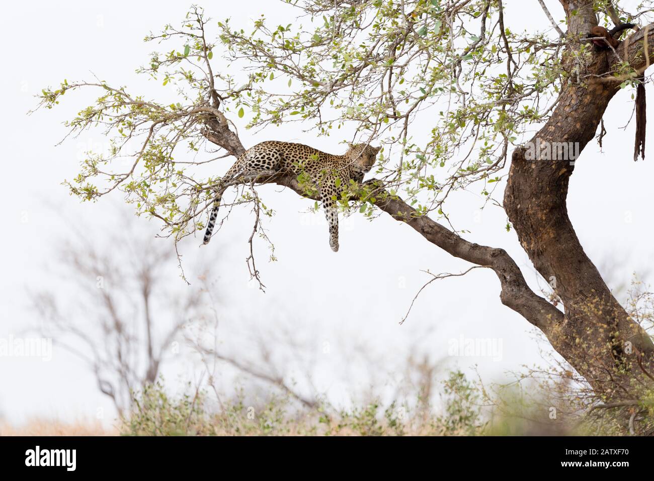 Leopard ruht auf einem Baum Stockfoto