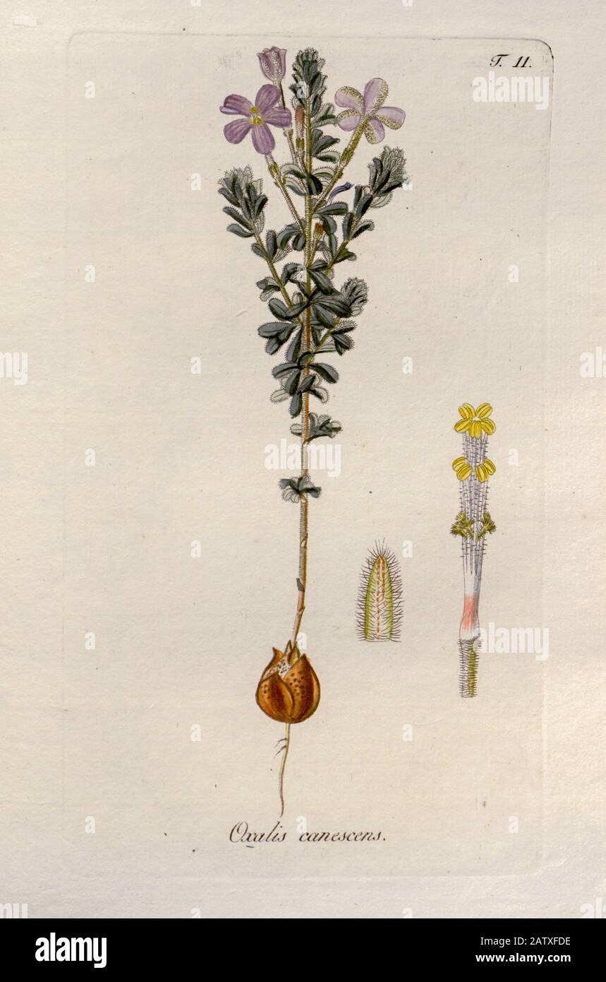 Woodsorrel (Oxalis Canescera). Illustration aus 'Oxalis Monographia iconibus illucata' von Nikolaus Joseph Jacquin (177-1798). Veröffentlicht im Jahre 1797-177 Stockfoto