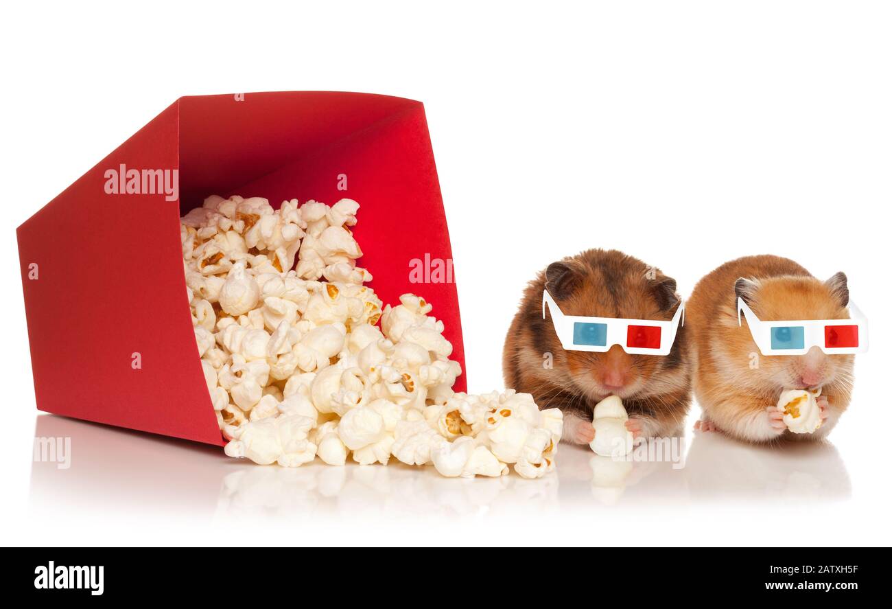 Zwei Hamster in 3D-Brille, Kau-Popcorn, Film ansehen, isoliert auf dem weißen Hintergrund. Stockfoto