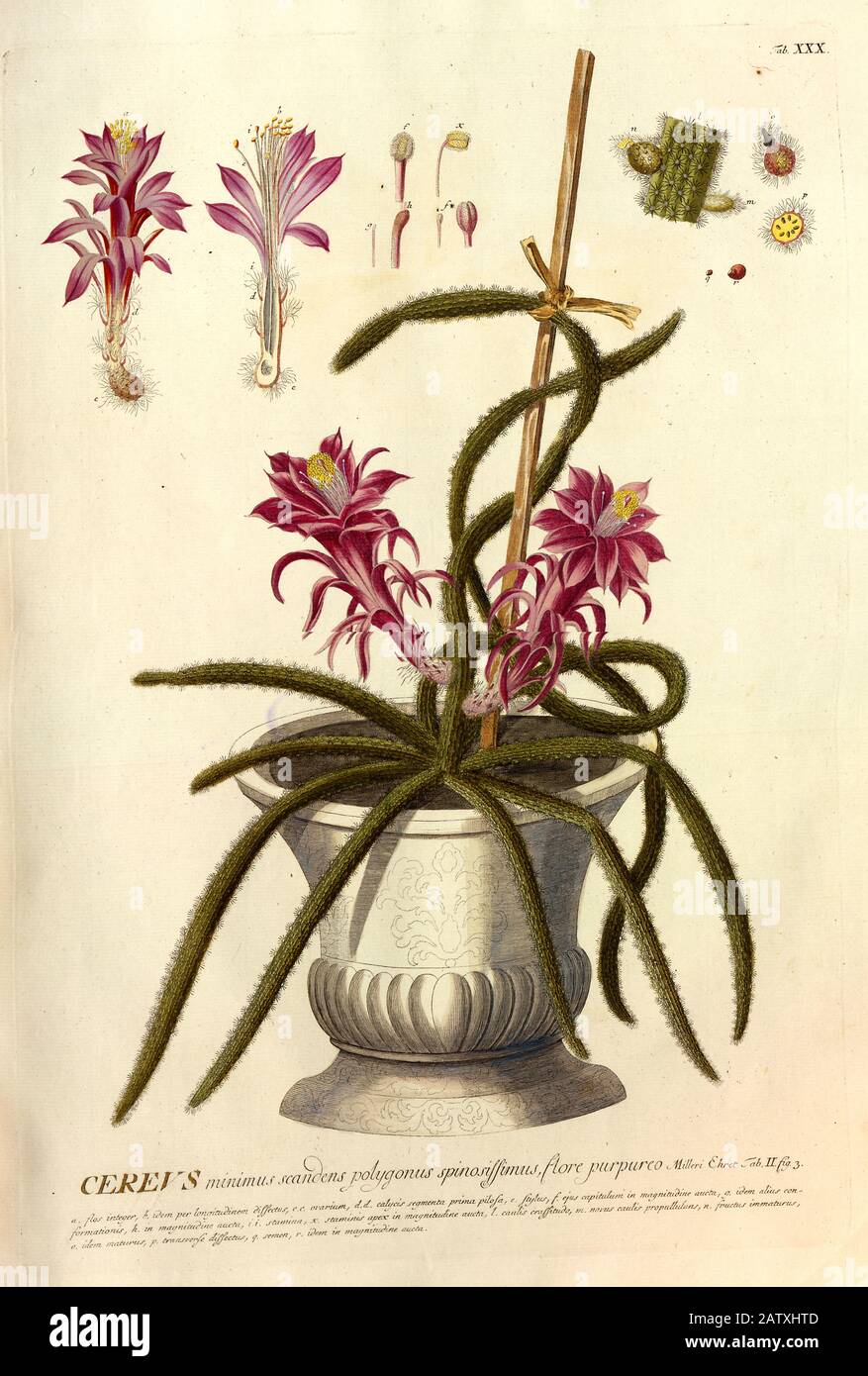 Farbige Kupferstichgravur eines blühenden Cereus Cactus aus hortus nitidissimus von Christoph Jakob Trew (Nürnberg 175-1792) Stockfoto