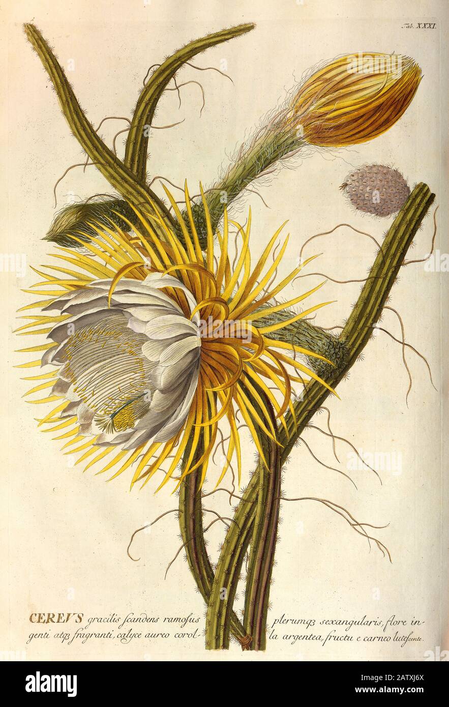 Farbige Kupferstichgravur eines blühenden Cereus Cactus aus hortus nitidissimus von Christoph Jakob Trew (Nürnberg 175-1792) Stockfoto