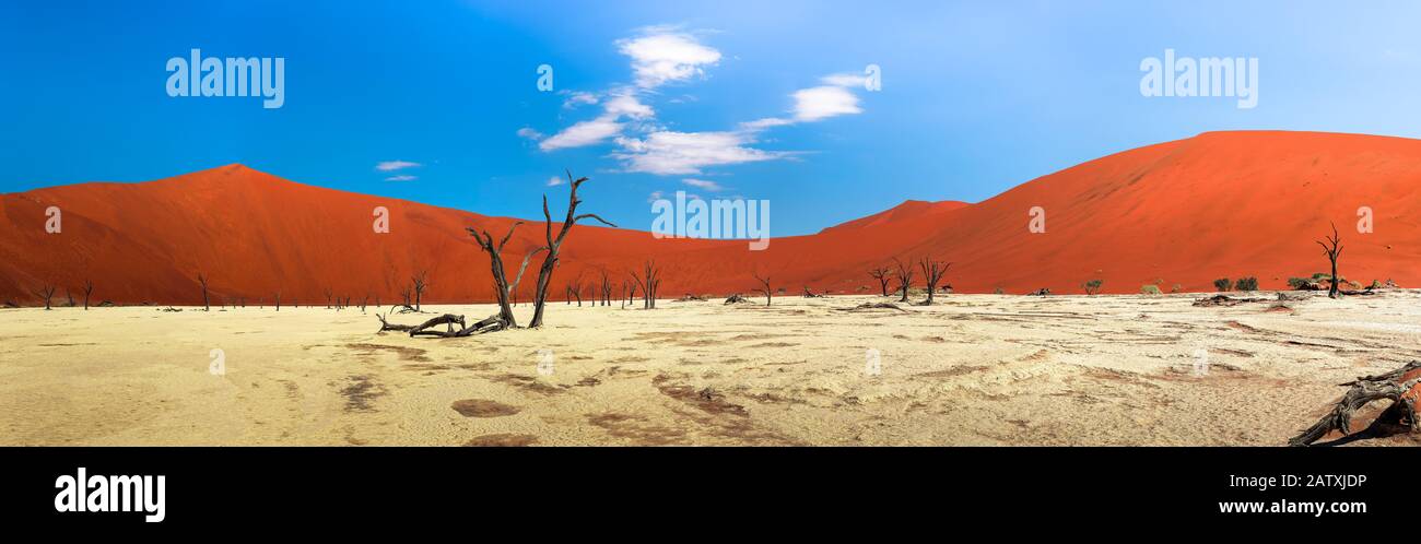Panorama von roten Dünen und abgestorbenen Kameldornbäumen in Deadvlei, Namibia Stockfoto