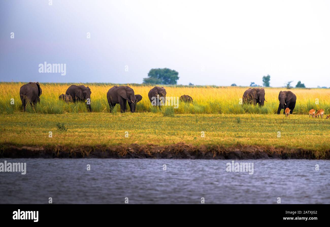 Herde von Elefanten, die im Chobe National Park, Botswana, grasen Stockfoto