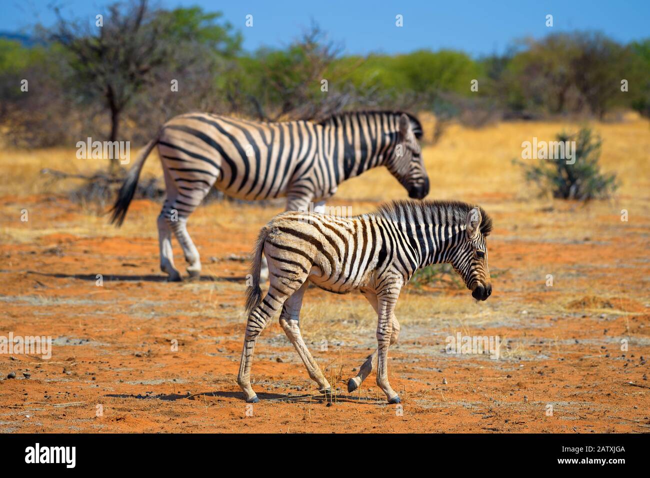 Zwei Zebras im Etosha Nationalpark, Namibia Stockfoto