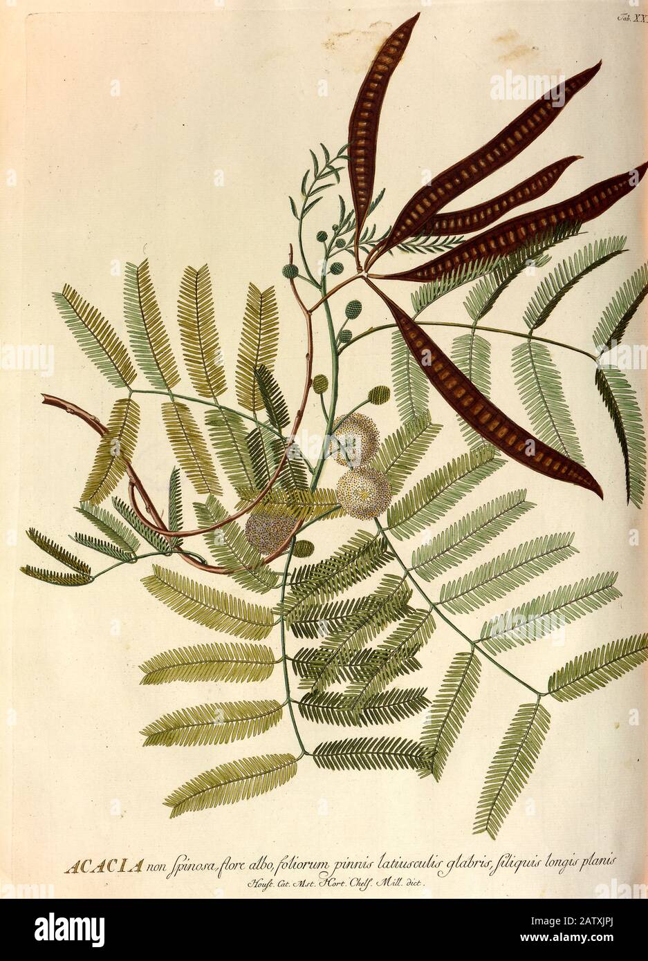 Farbige Kupferstichgravur eines Akazienbaums aus hortus nitidissimus von Christoph Jakob Trew (Nürnberg 175-1750-2) Stockfoto