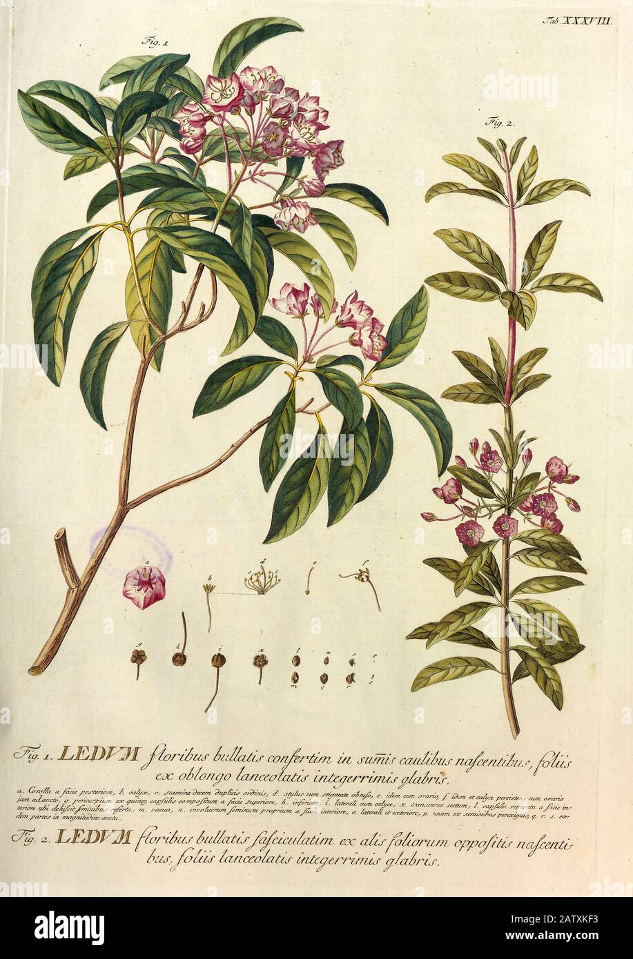 Farbiger Copperplate Gravur eines Lendum (Rhodendron)-Strauchs aus hortus nitidissimus von Christoph Jakob Trew (Nürnberg 175-1792) Stockfoto