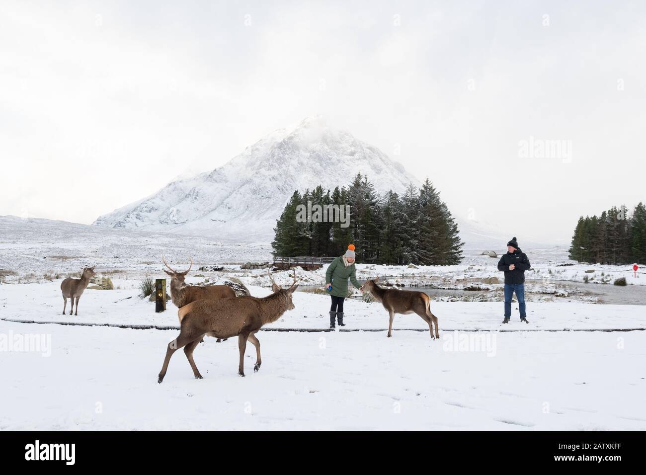 Rehe in Glen Coe vor dem Kingshouse Hotel, das von Touristen im Schnee mit der berühmten Buachaille Etive Mor im Hintergrund, Schottland, Großbritannien, gefüttert wird Stockfoto