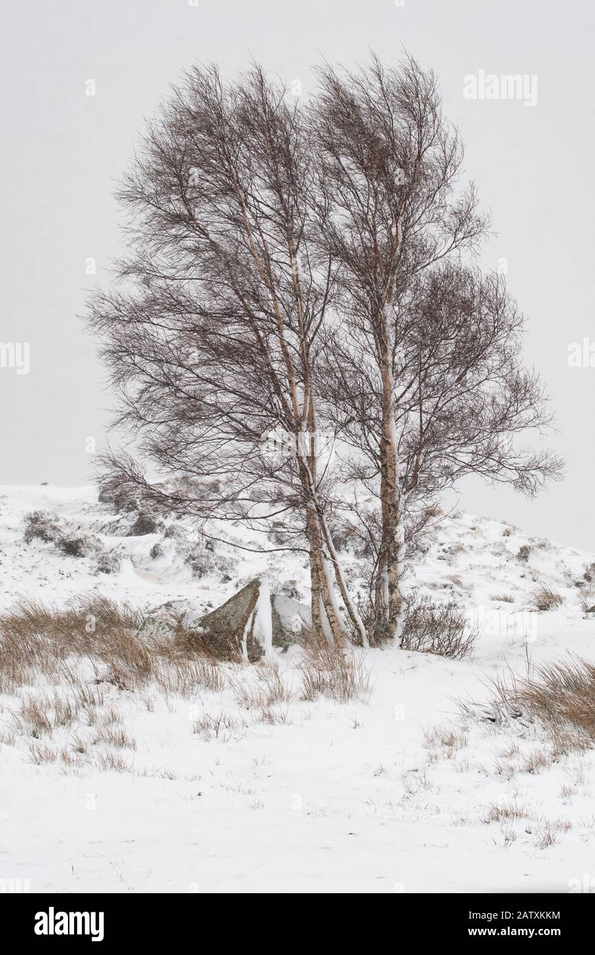 Rannoch Moor im Winter - eineinzige Silberbirke mit Schnee bedeckt - Loch Ba Aussichtspunkt aus A82, Schottland, Großbritannien Stockfoto