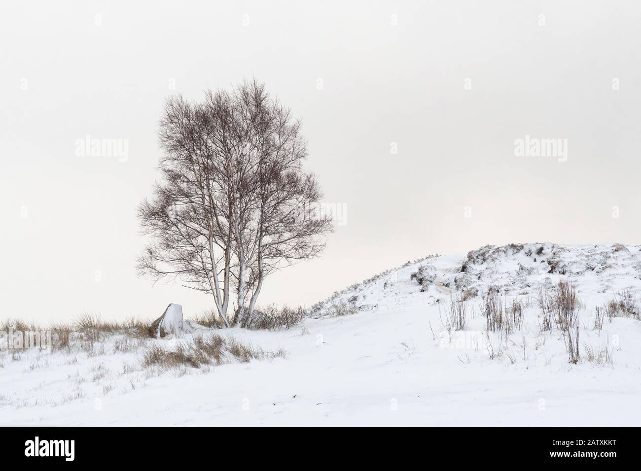 Rannoch Moor im Winter - eineinzige Silberbirke mit Schnee bedeckt - Loch Ba Aussichtspunkt aus A82, Schottland, Großbritannien Stockfoto