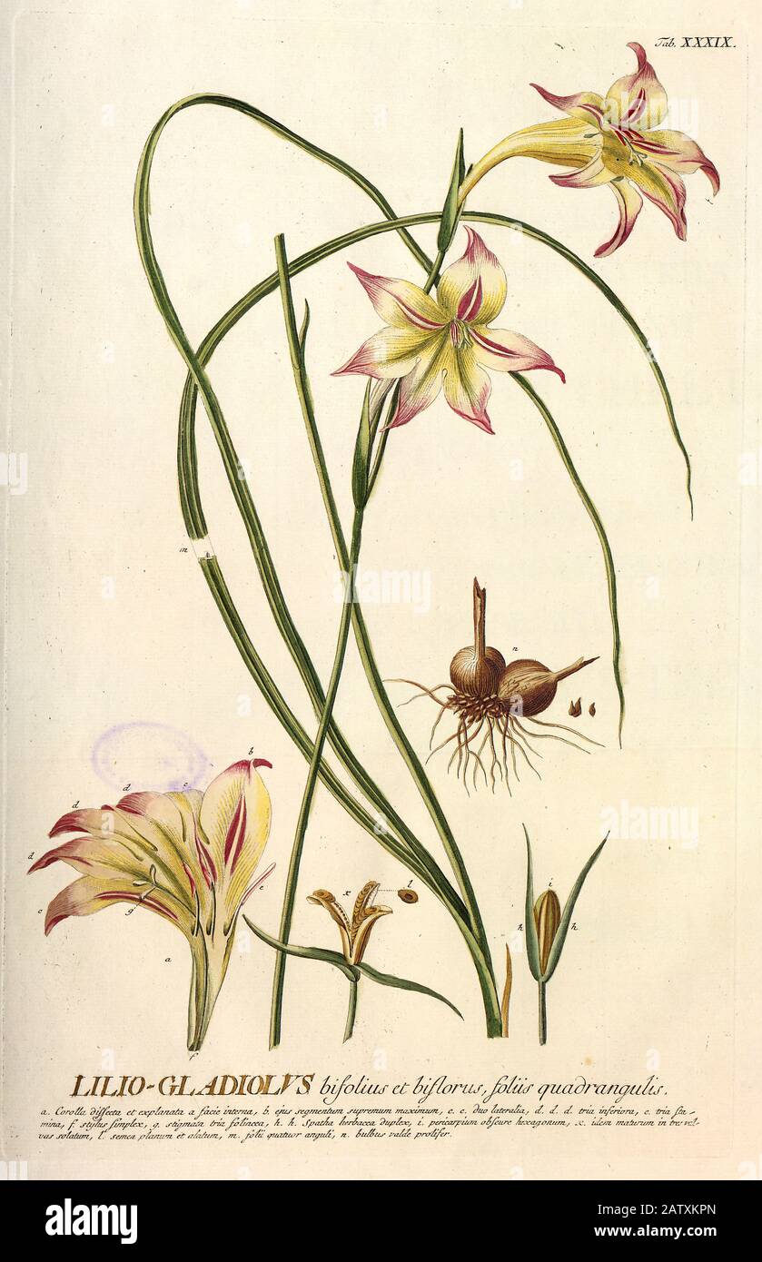 Farbige Copperplate Gravur eines Lilio Gladiolus (Gladiolus Tristis) aus hortus nitidissimus von Christoph Jakob Trew (Nürnberg 175-172) Stockfoto