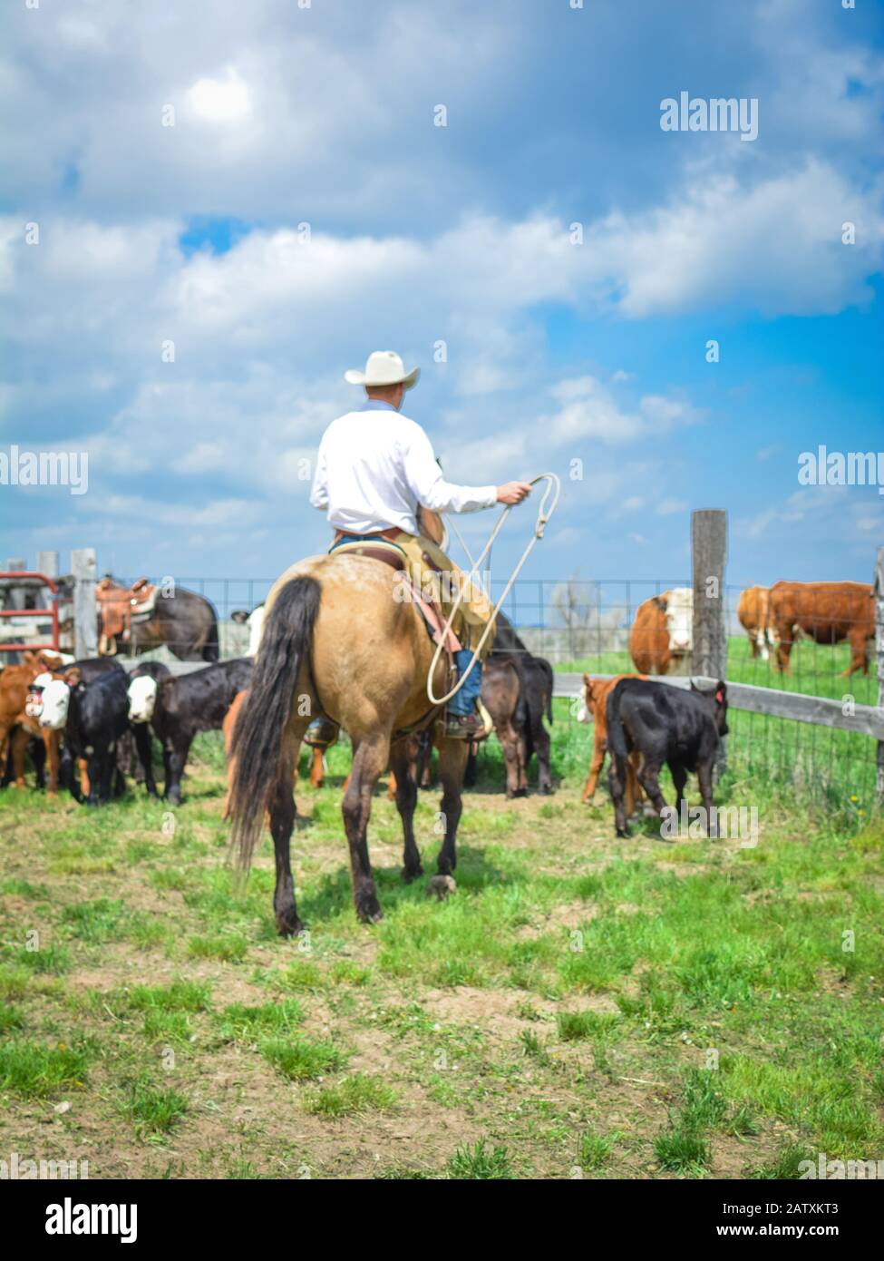 Cowboy Stockfoto