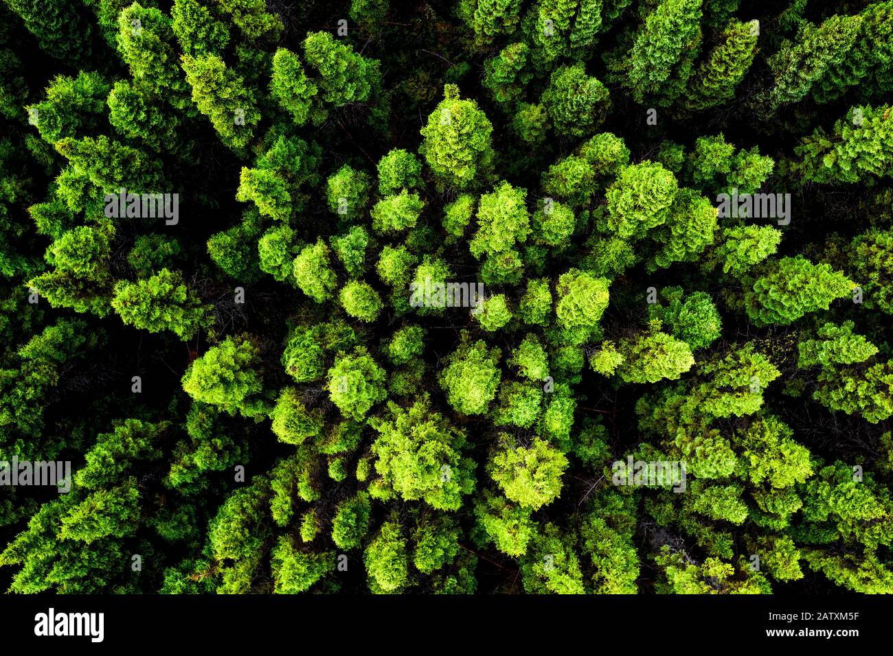 Boreal Forest von James Bay, Quebec Stockfoto