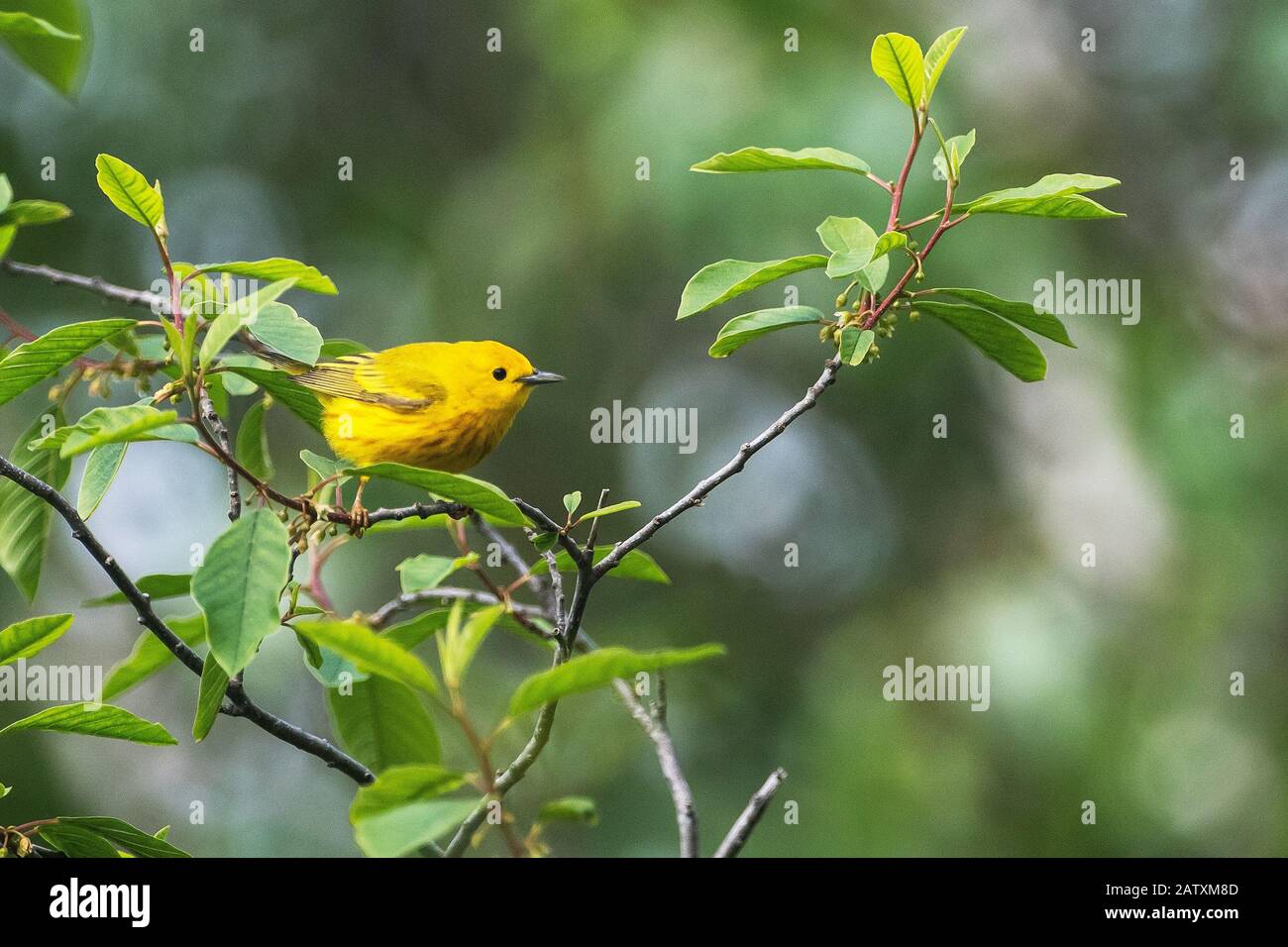 Gelben warbler Stockfoto