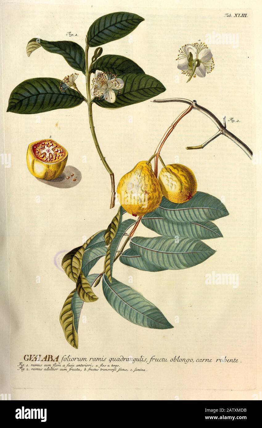 Farbige Kupferstichgravur von Guava, Psidium guajava oder Guaiaba. Von hortus nitidissimus von Christoph Jakob Trew (Nürnberg 175-1792) Stockfoto