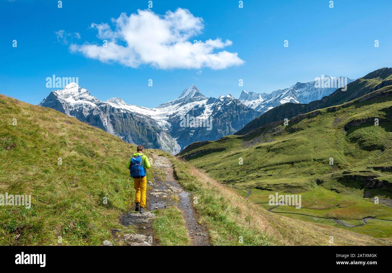Wanderer, schneebedecktes Fiescherhorn, Wetterhorn und Schreckhorn, Grindelwald, Bern, Schweiz Stockfoto