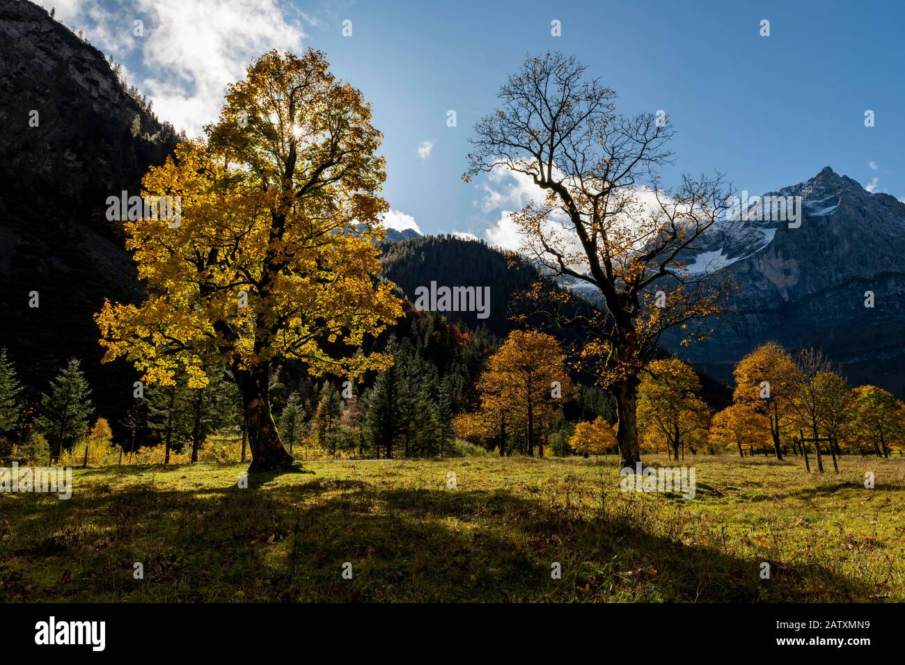 Herbstlicher Ahorn (Acer) im Backlight mit Bergen im Hintergrund, Ahornboden, Hinterriss, Österreich Stockfoto