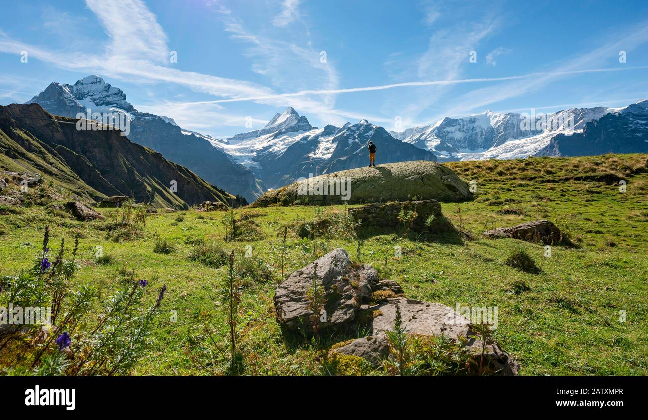 Wanderer steht auf einem großen Felsen, hinter ihm schneebedeckte Schreckhorn und Wetterhorn, Grindelwald, Bern, Schweiz Stockfoto
