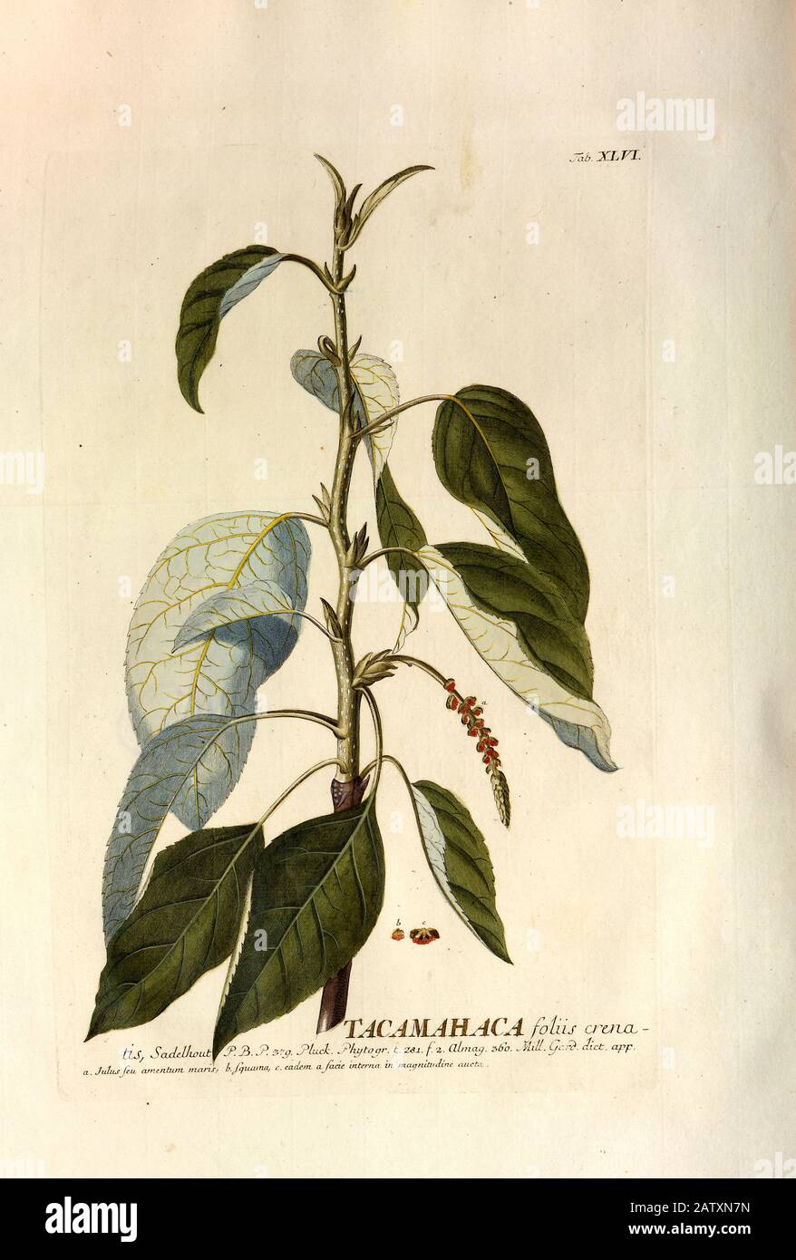 Farbiger Copperplate Gravur einer Balsam-Pappel (Populus sect. Tacamahaca) aus hortus nitidissimus von Christoph Jakob Trew (Nürnberg 1750-1792) Stockfoto
