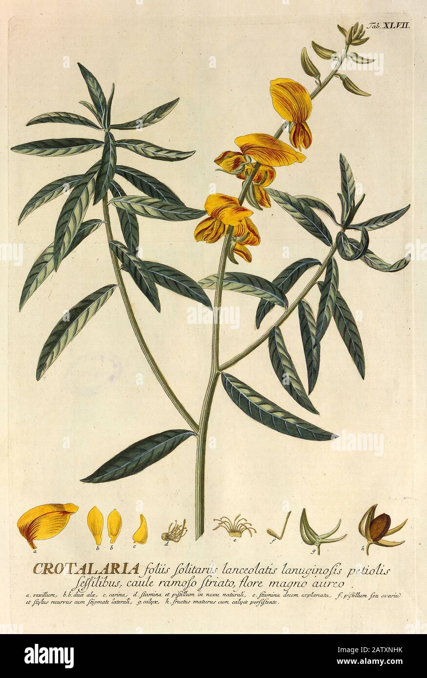 Farbige Kupferstichgravur einer Crotalaria-Pflanze (Klapperschoten) aus hortus nitidissimus von Christoph Jakob Trew (Nürnberg 175-1792) Stockfoto