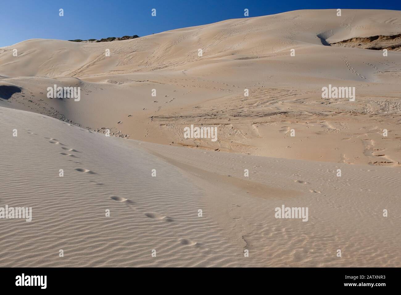 Sandwelligkeit und Wind skulptierte Muster, Formen und Texturen in den hoch aufragenden Sanddünen der Bucht von Sardinien, Port Elizabeth, Eastern Cape, Südafrika Stockfoto