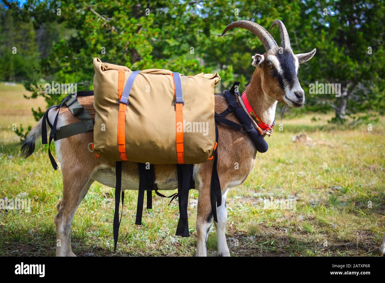 Packen Sie Ziegen bei Der Arbeit Stockfoto