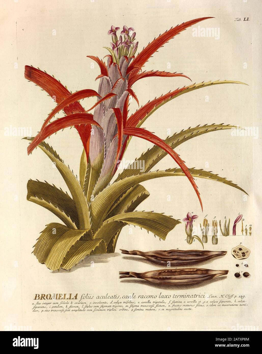 Farbige Kupferstichgravur einer blühenden Bromelienpflanze aus hortus nitidissimus von Christoph Jakob Trew (Nürnberg 175-1792) Stockfoto