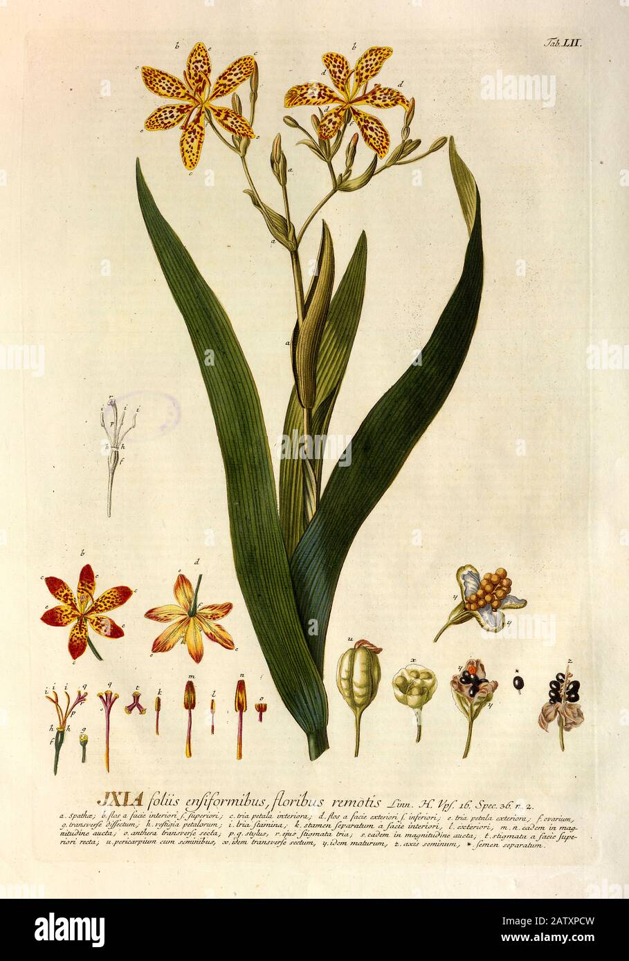 Farbige Kupferstichgravur einer blühenden Ixienpflanze aus hortus nitidissimus von Christoph Jakob Trew (Nürnberg 175-1792) Stockfoto