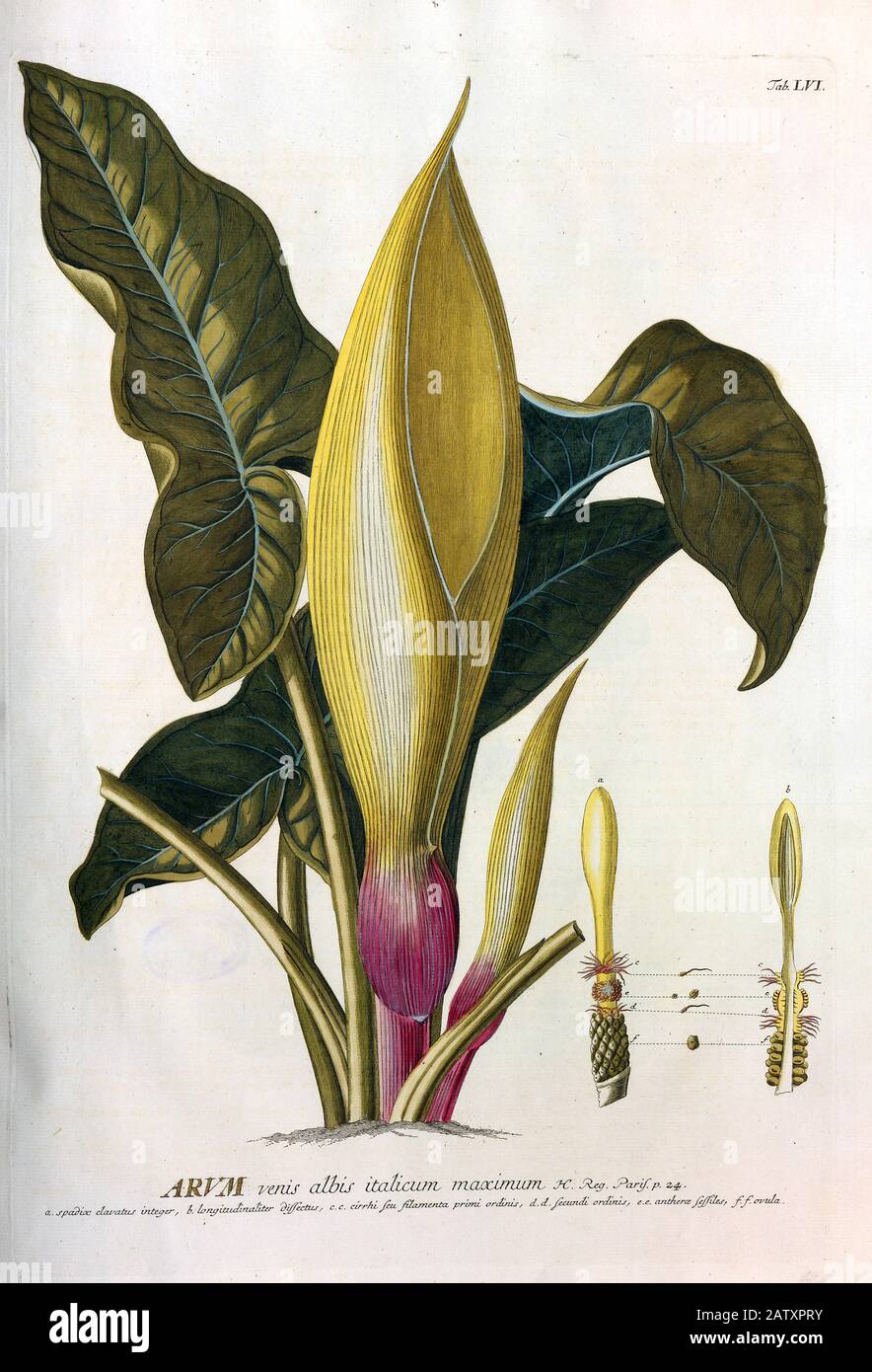 Farbiger Copperplate Gravur einer Blumenerin-Arum-Anlage aus hortus nitidissimus von Christoph Jakob Trew (Nürnberg 175-1792) Stockfoto