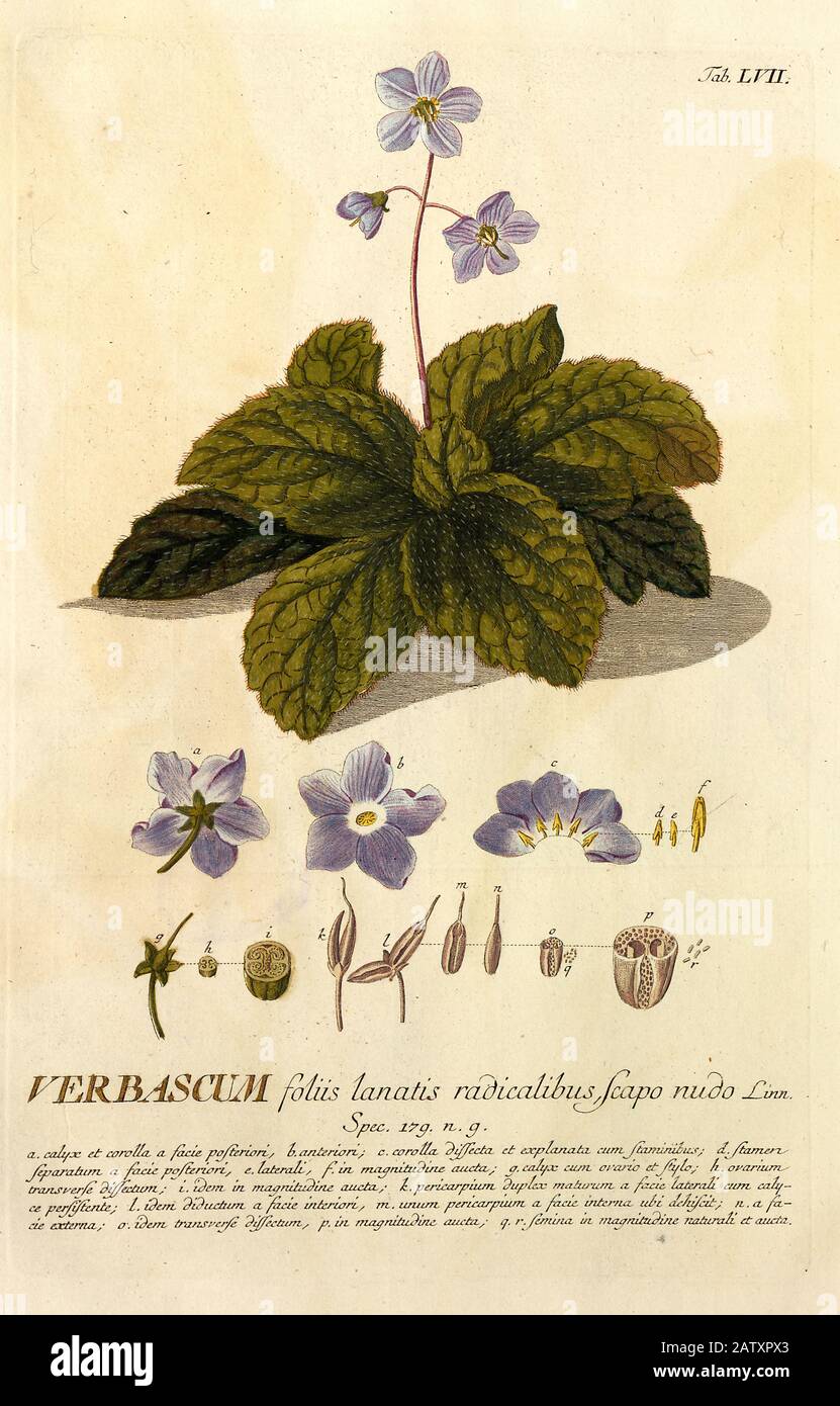 Farbige Kupferstichgravur eines blühenden Verbascum (Mullein) aus hortus nitidissimus von Christoph Jakob Trew (Nürnberg 175-1792) Stockfoto