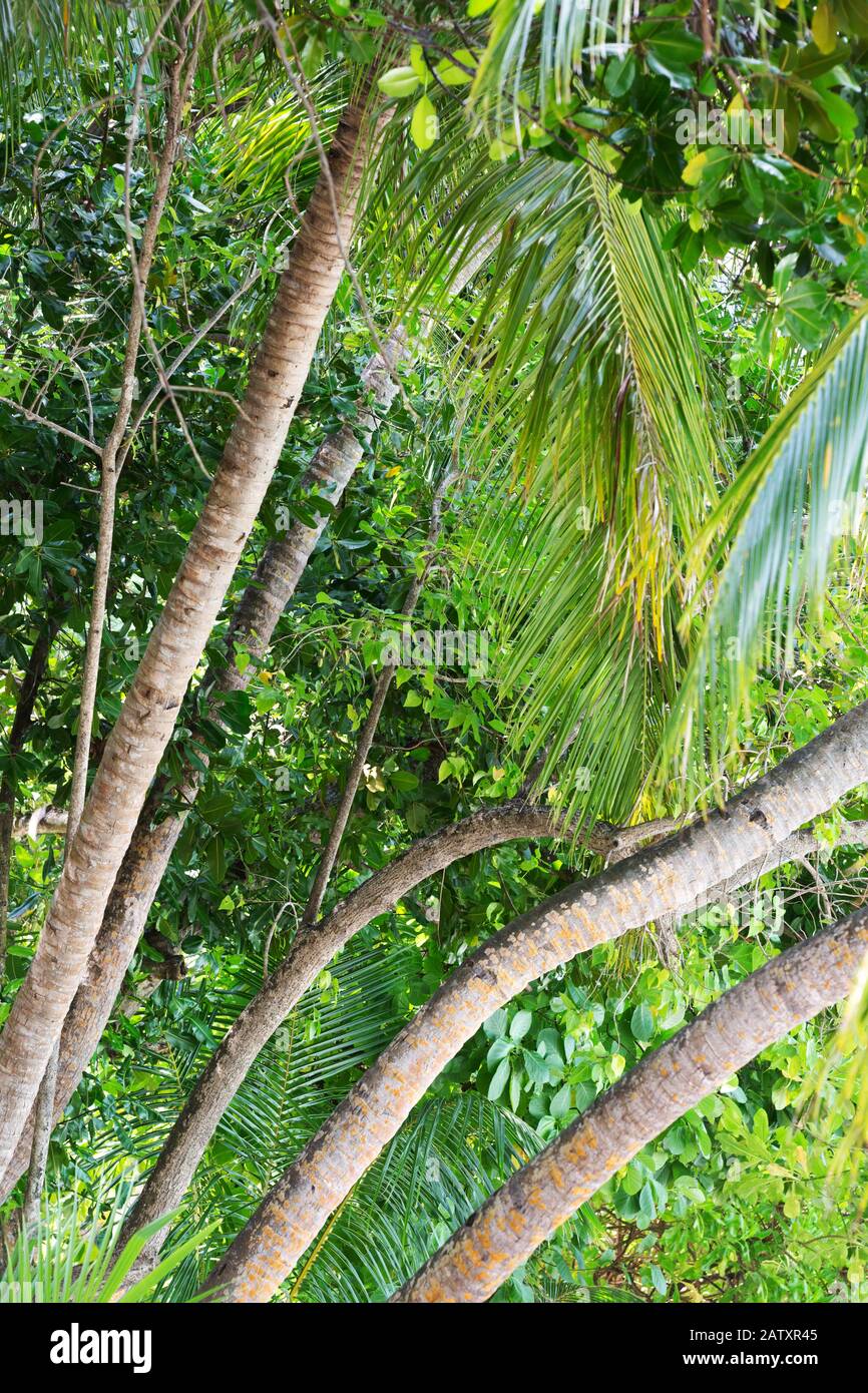Palmen abstrakt, Die Malediven Asien - tropische Vegetation abstrakt oder Hintergrund Stockfoto