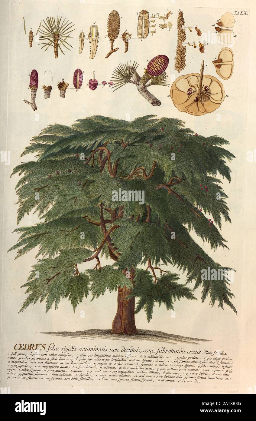 Farbige Kupferstichgravur eines Cedrus-(Zeder-)Baumes aus hortus nitidissimus von Christoph Jakob Trew (Nürnberg 1750-2) Stockfoto