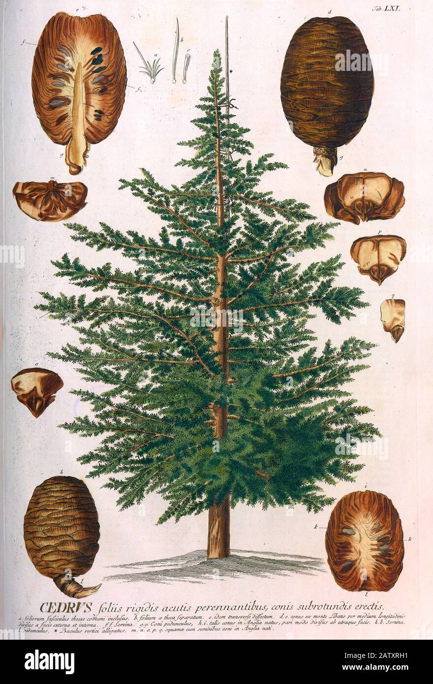 Farbige Kupferstichgravur eines Cedrus-(Zeder-)Baumes aus hortus nitidissimus von Christoph Jakob Trew (Nürnberg 1750-2) Stockfoto