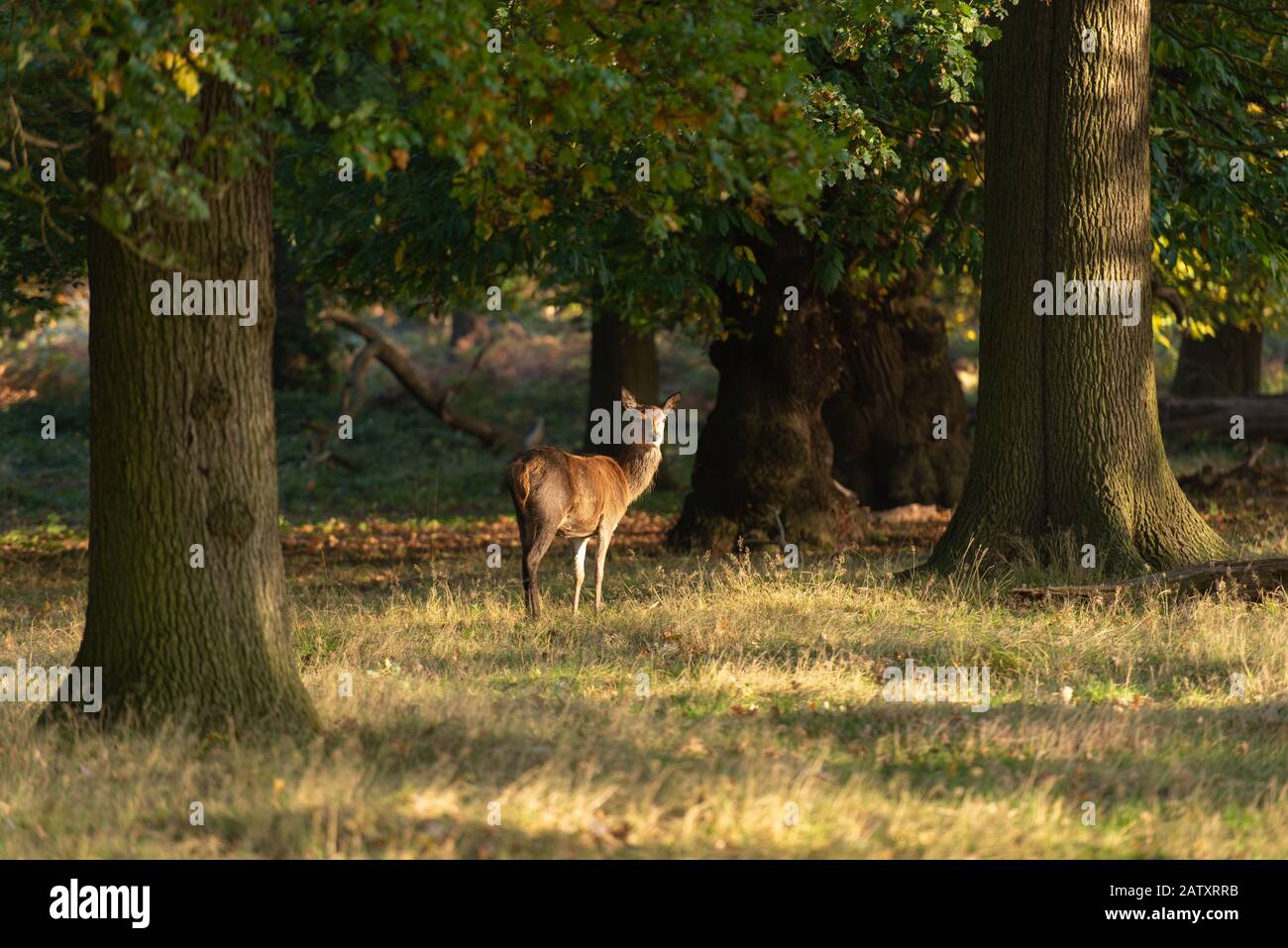 Ein Hirsch im Richmond Park, London. Stockfoto