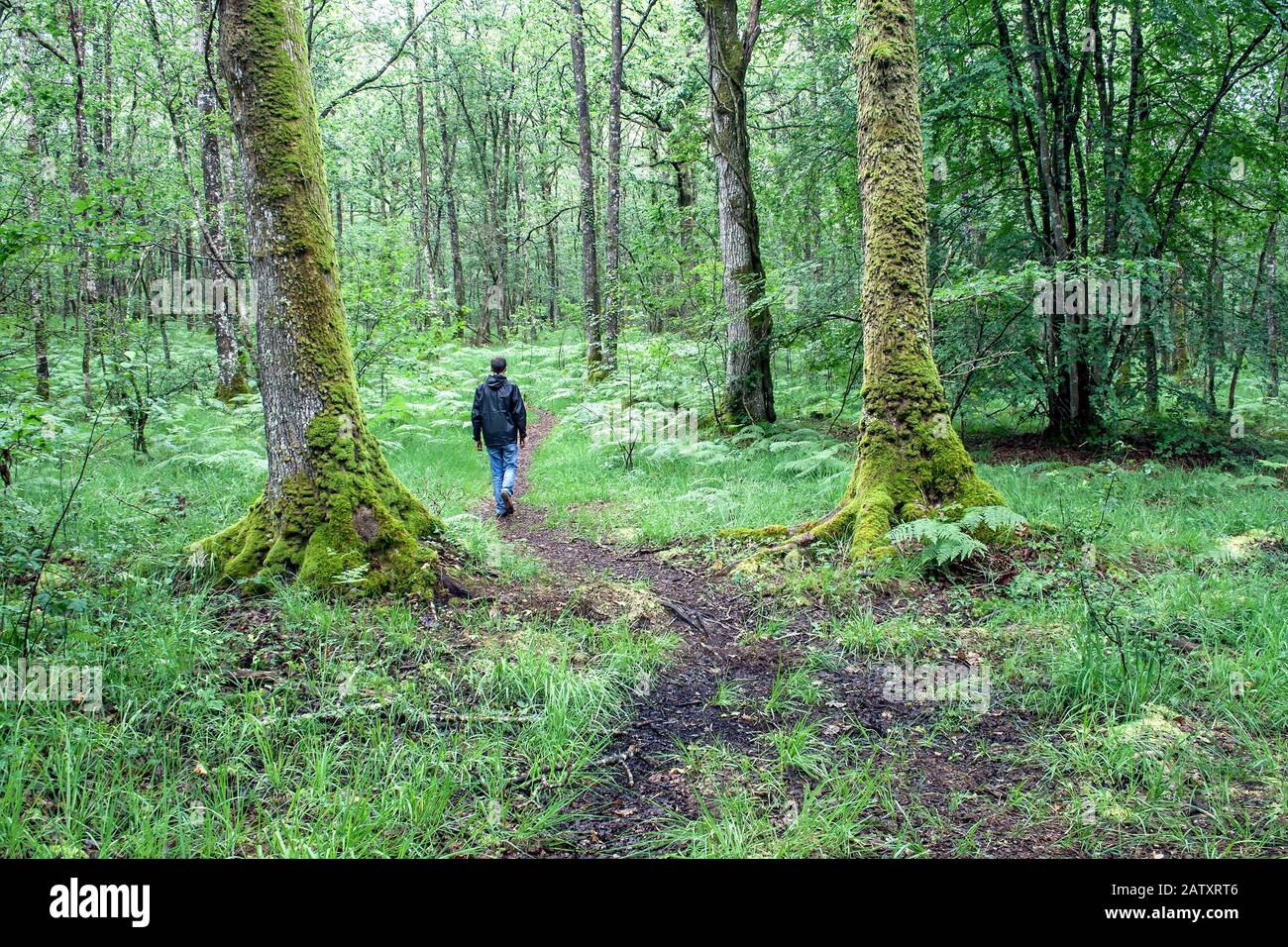 Mann, der im Broceliande Wald wandert Stockfoto