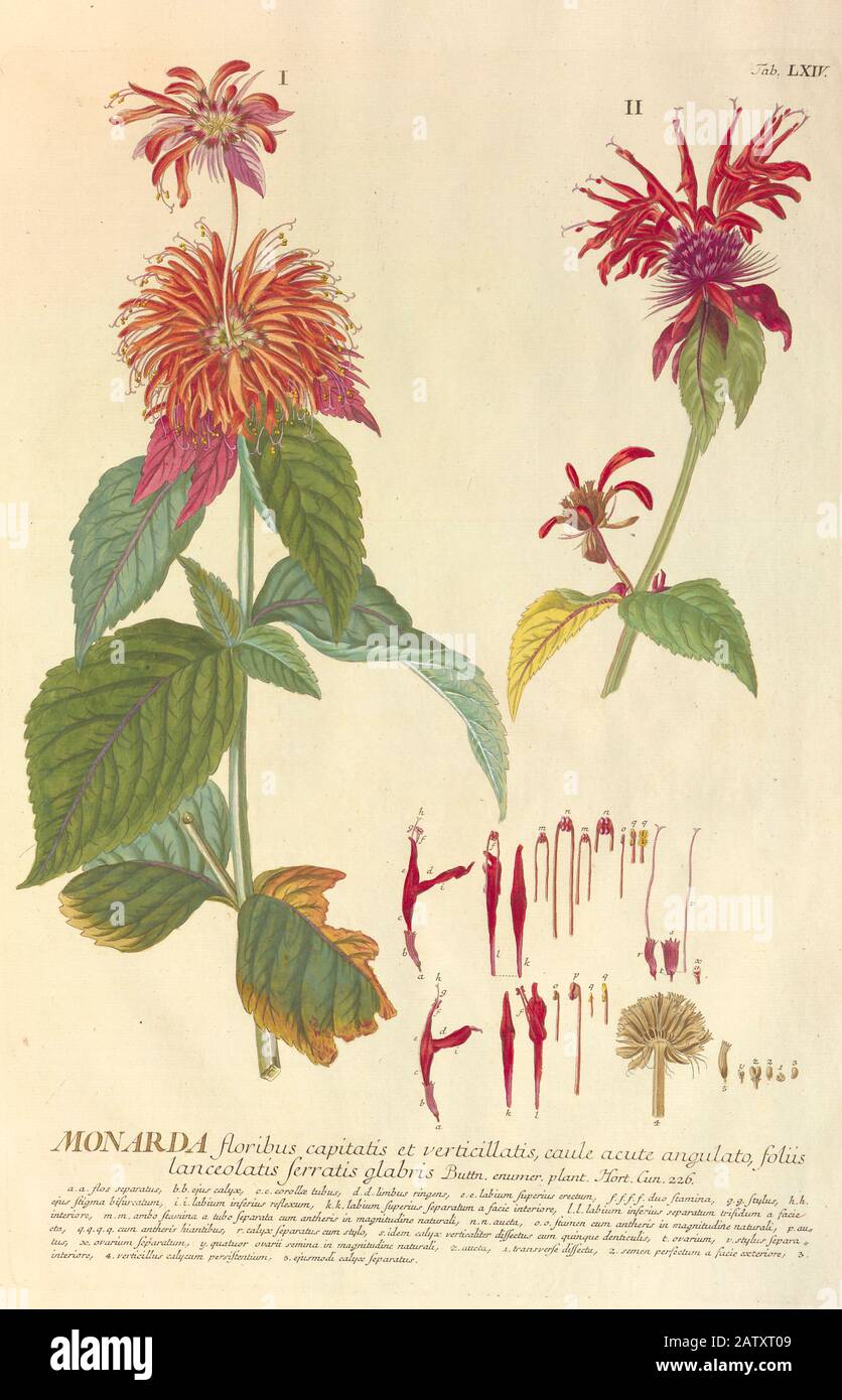Farbige Kupferstichgravur einer Monarda-Anlage aus hortus nitidissimus von Christoph Jakob Trew (Nürnberg 1750-172) Stockfoto
