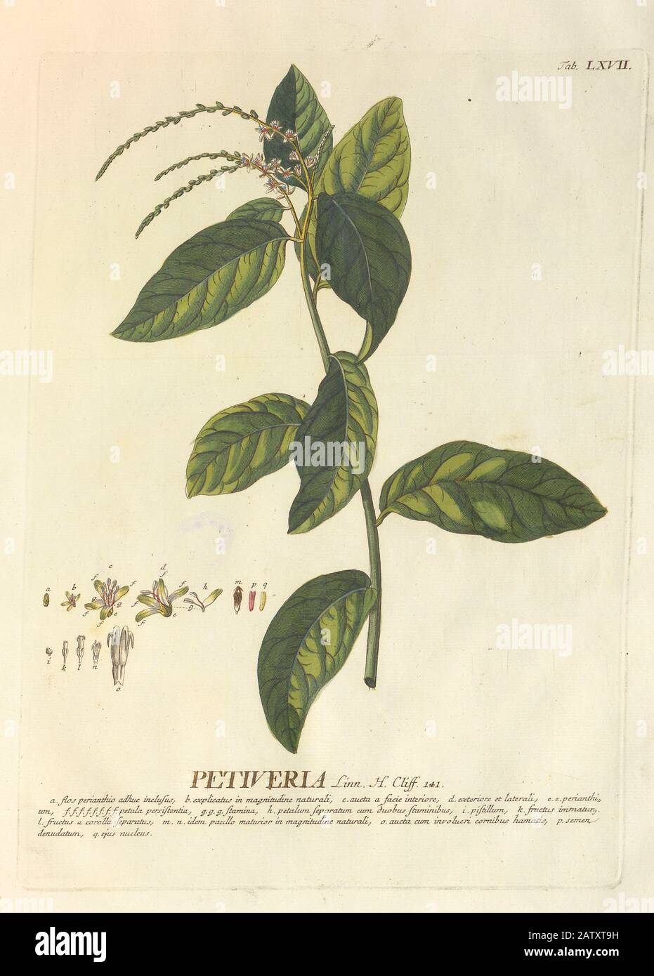 Farbige Kupferstichgravur einer Petiveria alliacea Pflanze aus hortus nitidissimus von Christoph Jakob Trew (Nürnberg 175-1792) Stockfoto