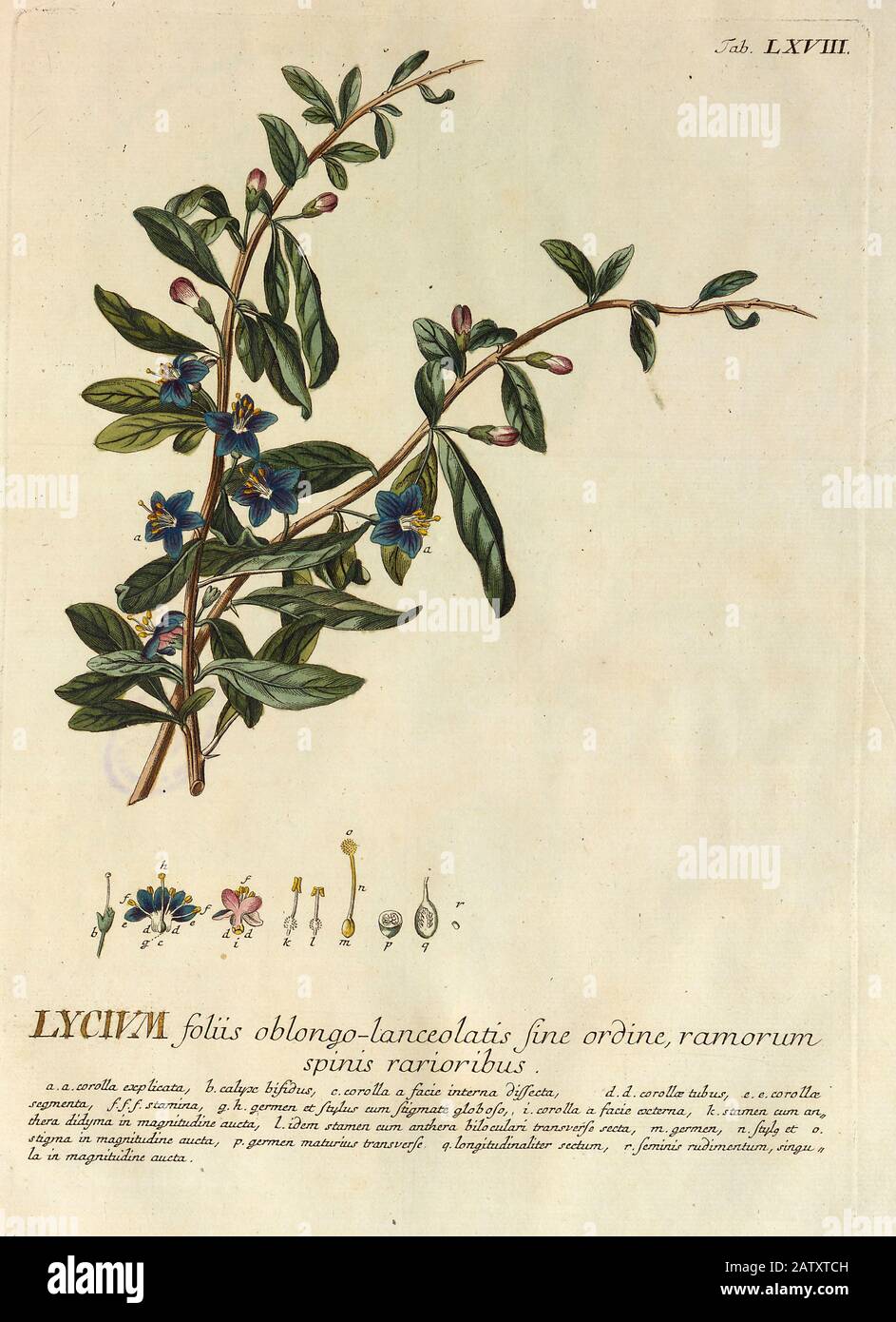Farbige Kupferstichgravur eines Lyciums (Goji-Beeren) aus hortus nitidissimus von Christoph Jakob Trew (Nürnberg 175-1792) Stockfoto